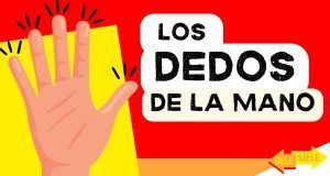 Lee más sobre el artículo ¿Cómo se llaman los dedos de la mano en español? Nombres y explicación